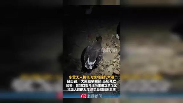 无人机低飞观鸟撞死大雁 民警回应