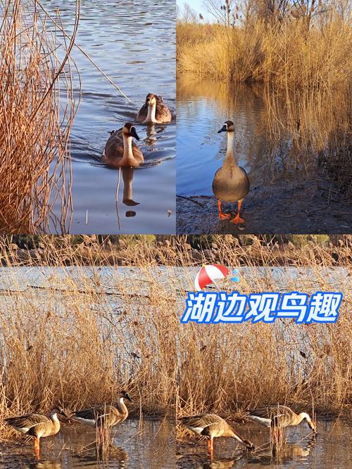 无人机低飞观鸟撞死大雁 民警回应