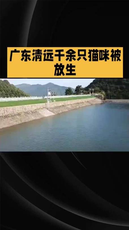 水库放生猫 这哪里是“善”