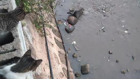 水库放生猫 这哪里是“善”