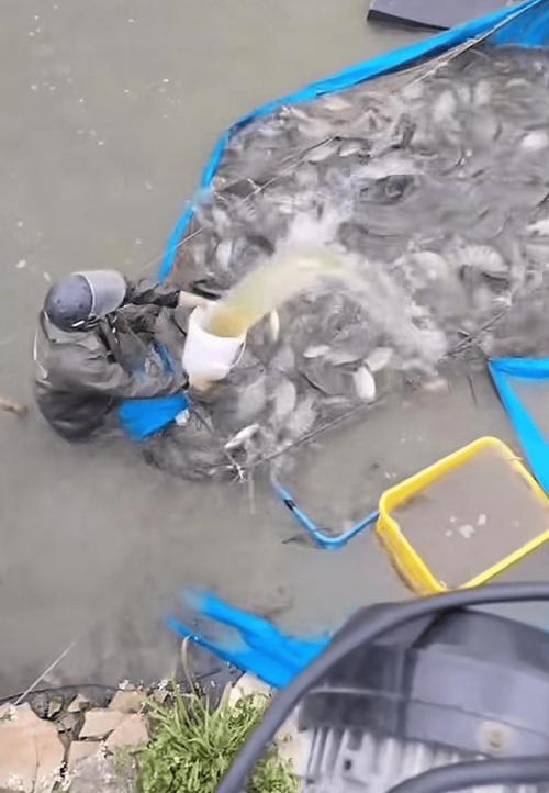 水产市场“麻醉鱼”调查