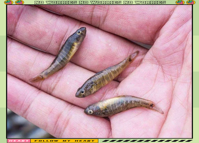 水产市场“麻醉鱼”调查