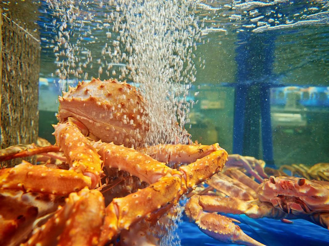 #帝王蟹该不该进入学校食堂#