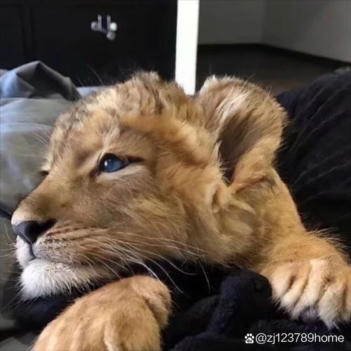 非洲狮“小毛”因情绪稳定火出圈