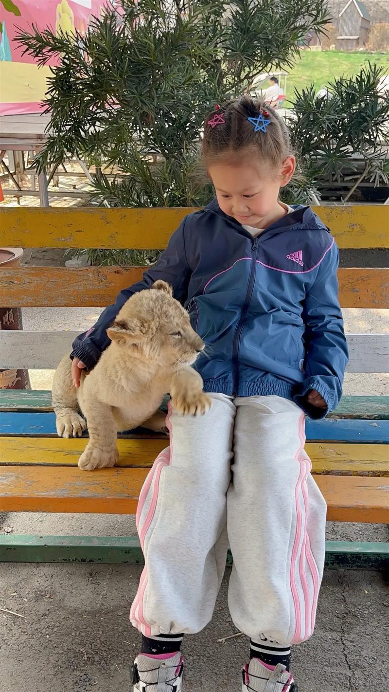 非洲狮“小毛”因情绪稳定火出圈