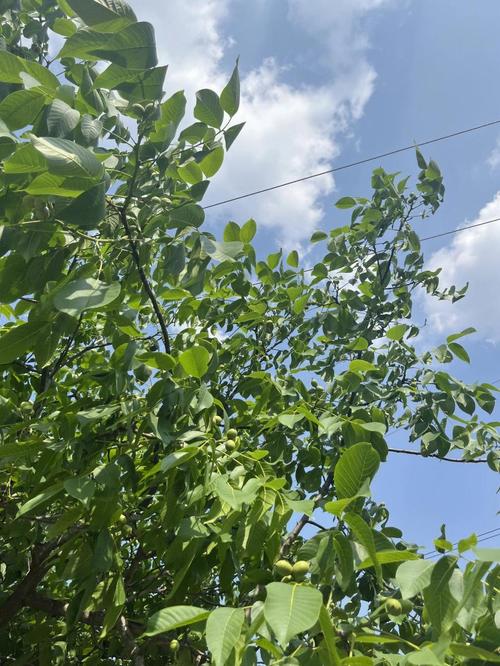 成都龙泉山将举办荒野求生赛不实