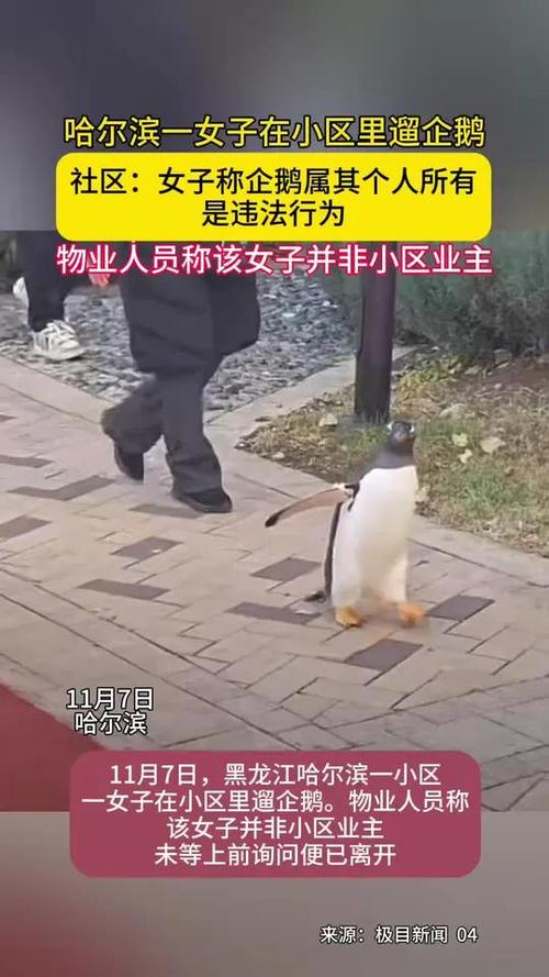 女子在小区里遛企鹅 社区：违法