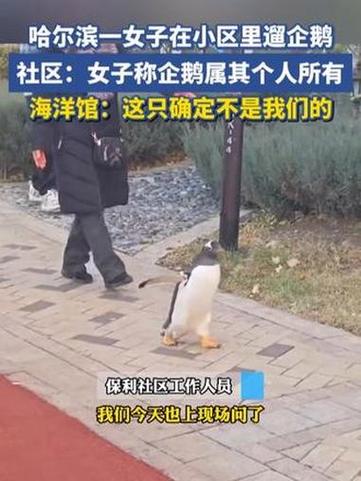 女子在小区里遛企鹅 社区：违法