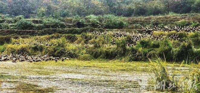 鸭子大军下地成“开荒冠军”