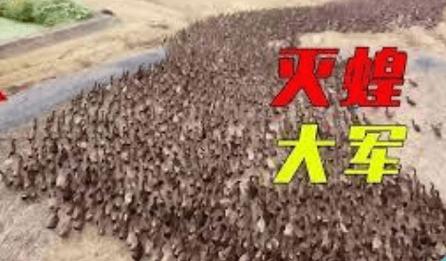 鸭子大军下地成“开荒冠军”