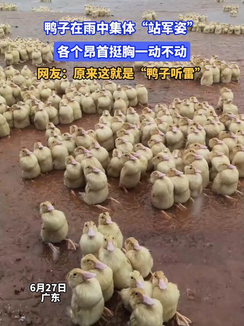 鸭子大军下地成“开荒冠军”