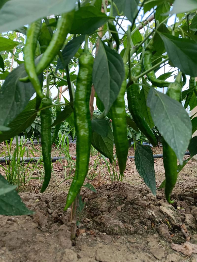 “陕西咸阳千亩辣椒免费摘”不实