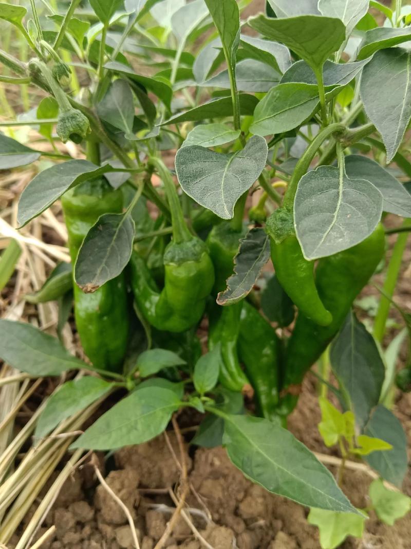 “陕西咸阳千亩辣椒免费摘”不实