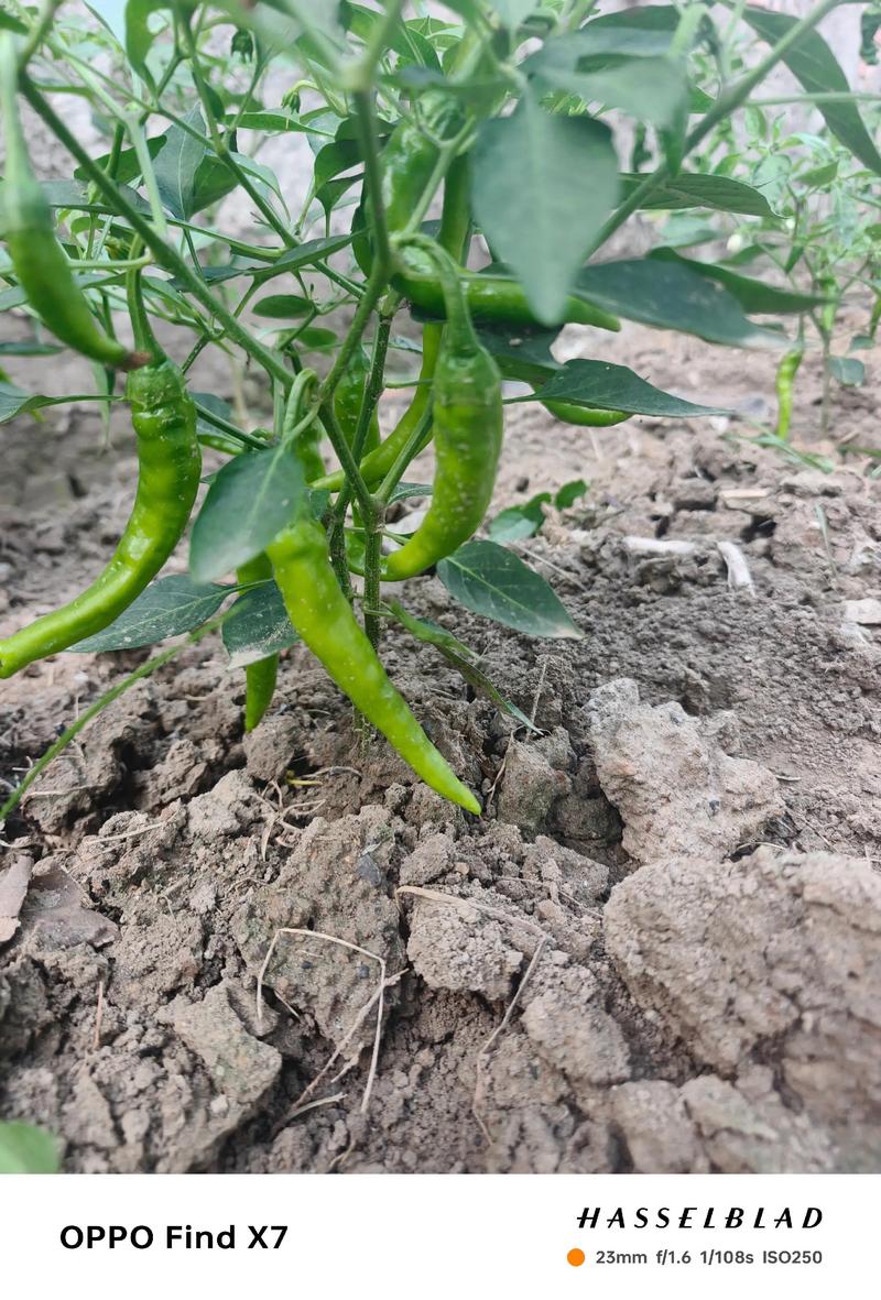 “陕西咸阳千亩辣椒免费摘”不实