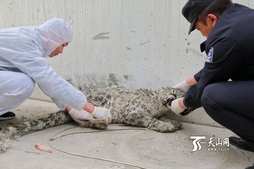 新疆民警记录雪豹狩猎北山羊全过程