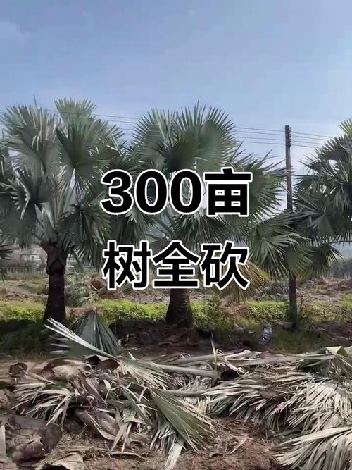 农户种300亩杨树被禁止砍伐