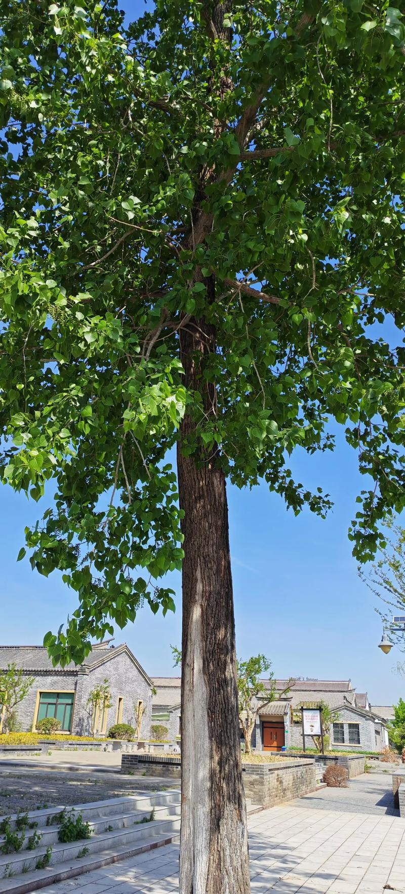 农户种300亩杨树被禁止砍伐