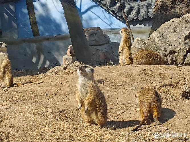 动物园鸵鸟翻垃圾桶 饲养员：纯好奇