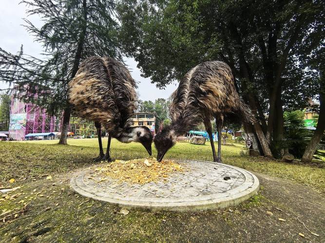 动物园鸵鸟翻垃圾桶 饲养员：纯好奇