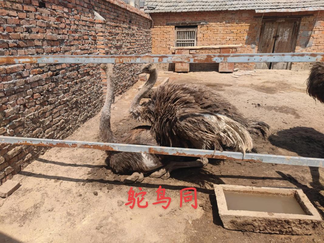 动物园鸵鸟翻垃圾桶 饲养员：纯好奇