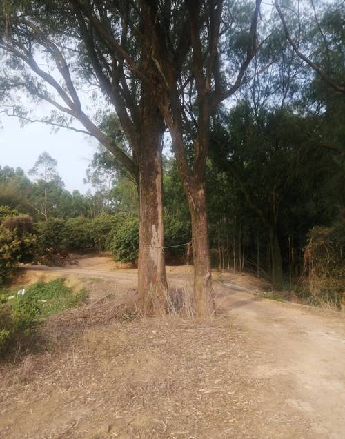 村民好意搭载老人 遇车祸免于起诉