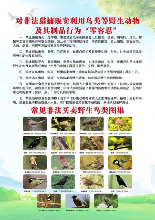 最高法提醒：这些鸟不能随意捕