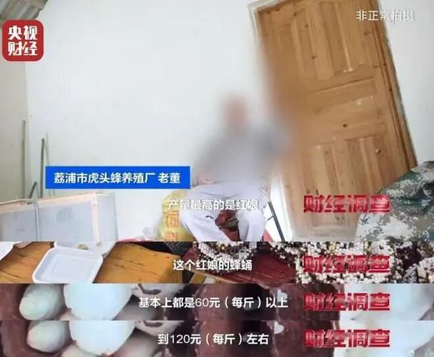 央视曝光6666元包教包会养杀人蜂