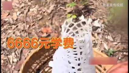 央视曝光6666元包教包会养杀人蜂