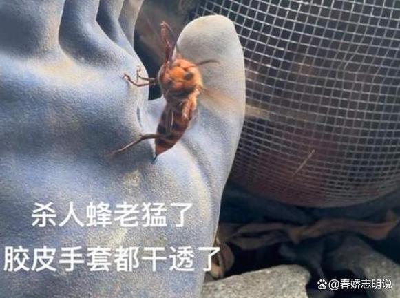 央视曝光6666元包教包会养杀人蜂