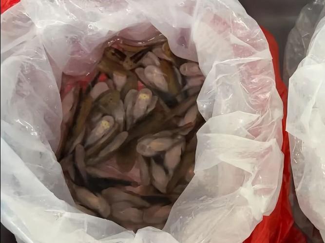 海关在一女子裙内查获229条活鱼