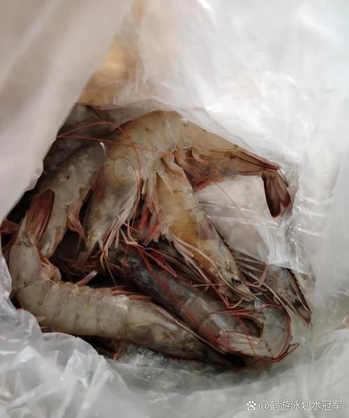 海关在一女子裙内查获229条活鱼