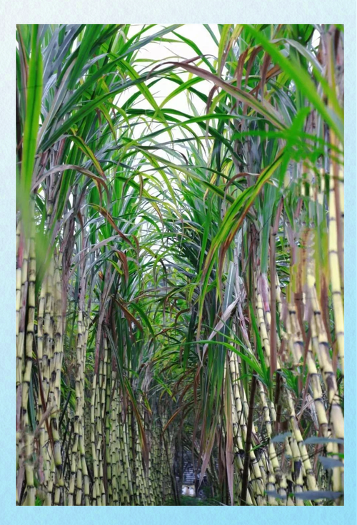 “偷甘蔗”农场新规：被逮到表演才艺