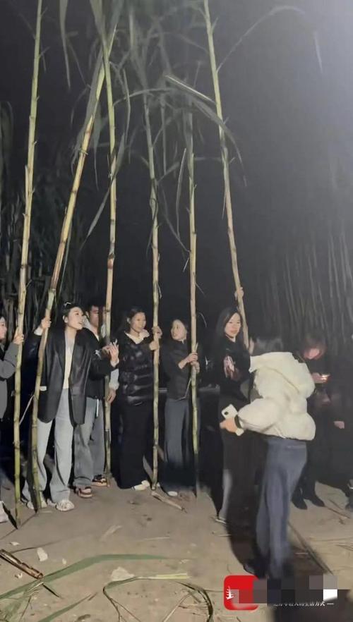 自助偷甘蔗农场爆火后老板真没招了