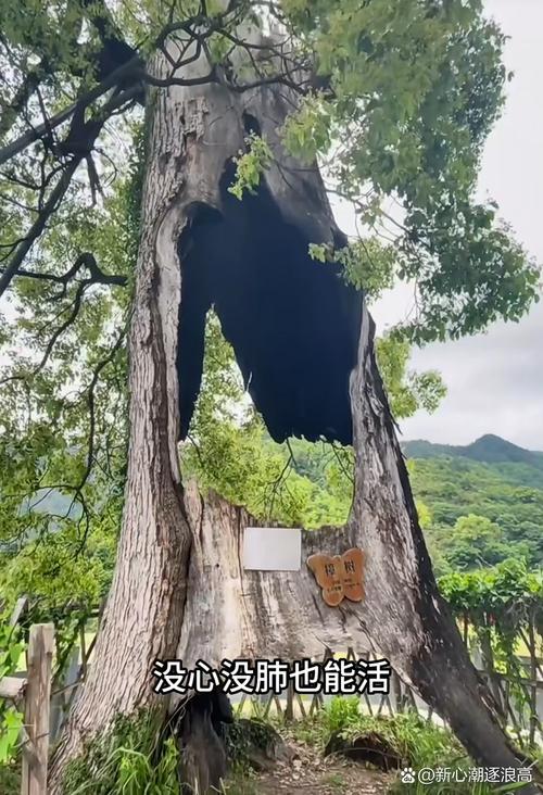 树坚强与树小强1个月内两次见证发射