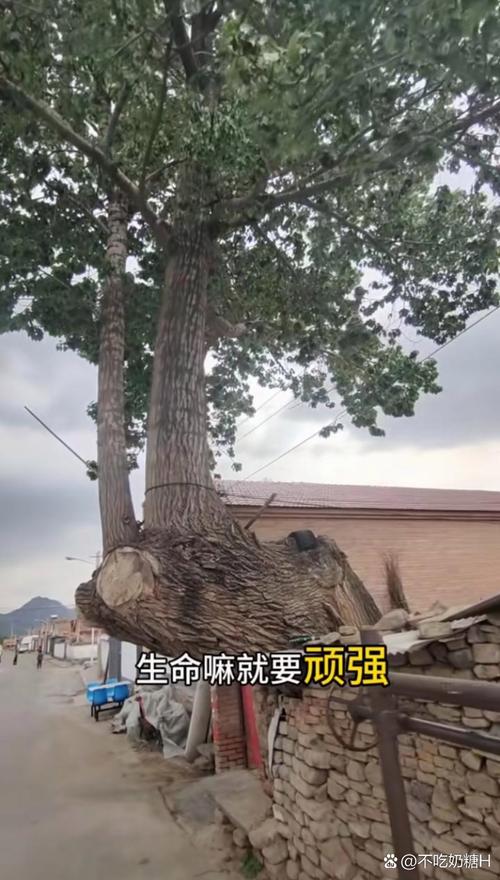 树坚强与树小强1个月内两次见证发射