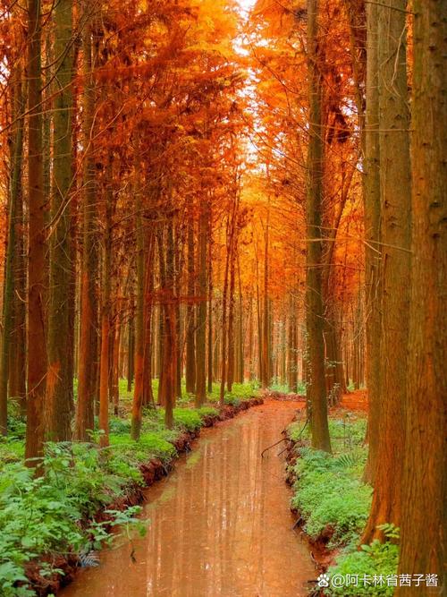 苹果手机如何拍森林照片